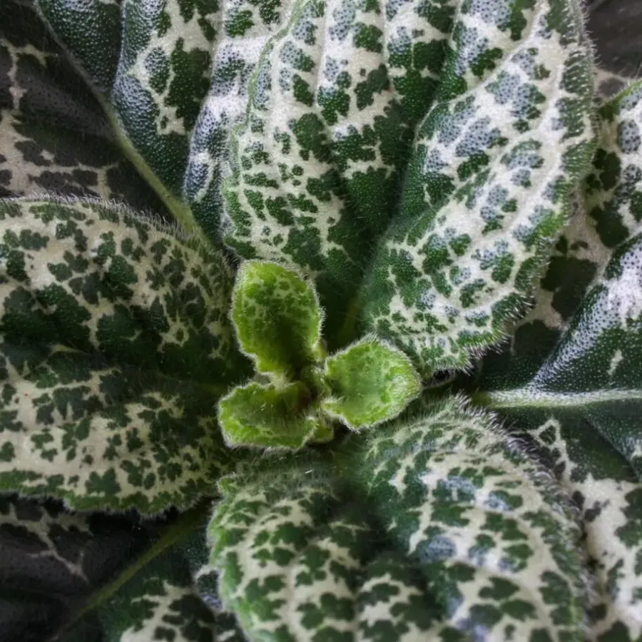 Plant in a Box Spiraalvrucht - 2 Stuks - Streptocarpus 'Pretty Turtle' - Hoogte 25-35cm - ⌀13cm