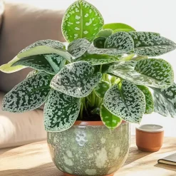Plant in a Box Spiraalvrucht - Streptocarpus 'Pretty Turtle' - Hoogte 25-35cm - ⌀13cm