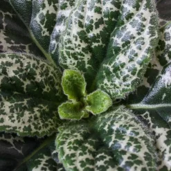 Plant in a Box Spiraalvrucht - Streptocarpus 'Pretty Turtle' - Hoogte 25-35cm - ⌀13cm