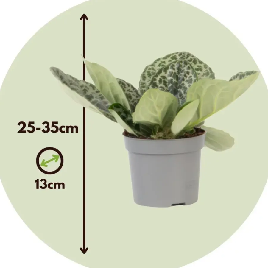 Plant in a Box Spiraalvrucht - Streptocarpus 'Pretty Turtle' - Hoogte 25-35cm - ⌀13cm