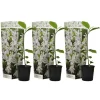 Tuinplanten-Plant in a Box Stermagnolia - Set van 3 - Magnolia 'Stellata' - Hoogte 25-40cm - ⌀9cm