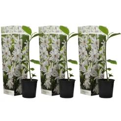 Tuinplanten-Plant in a Box Stermagnolia - Set van 3 - Magnolia 'Stellata' - Hoogte 25-40cm - ⌀9cm