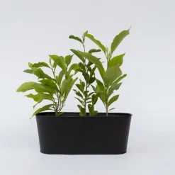 Tuinplanten-Plant in a Box Stermagnolia - Set van 3 - Magnolia 'Stellata' - Hoogte 25-40cm - ⌀9cm