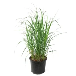 Plant in a Box Struisriet - Calamagrostis 'Karl Foerster' - Hoogte 40-60cm - ⌀23cm