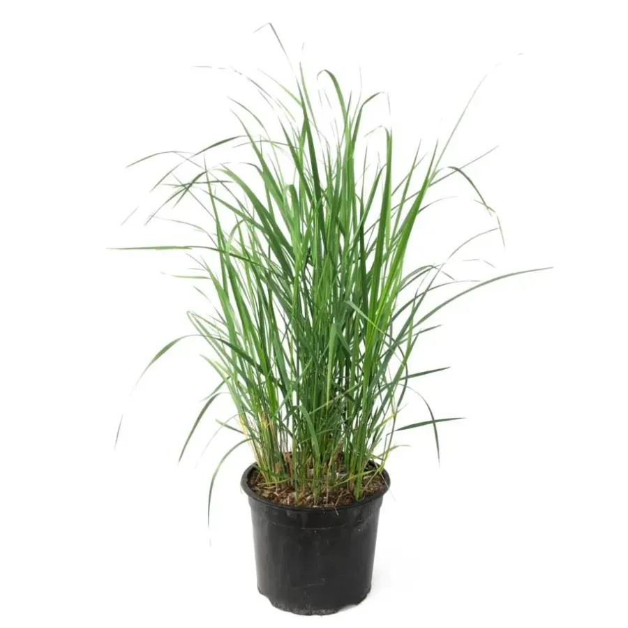 Plant in a Box Struisriet - Calamagrostis 'Karl Foerster' - Hoogte 40-60cm - ⌀23cm