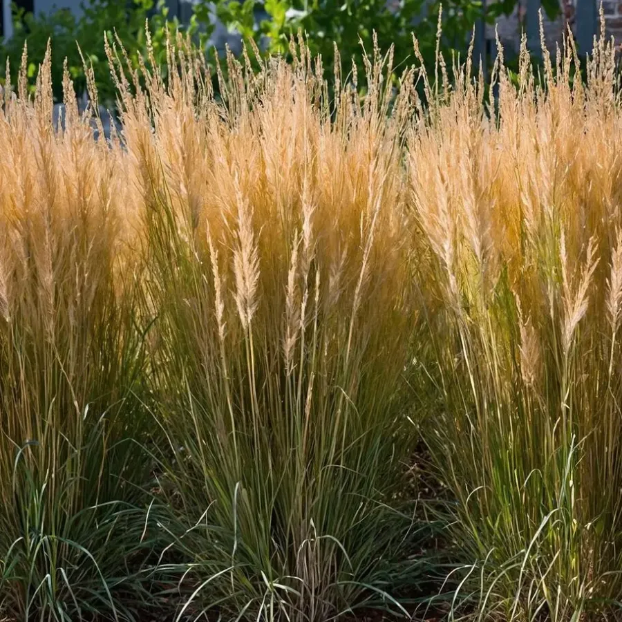 Plant in a Box Struisriet - Calamagrostis 'Karl Foerster' - Hoogte 40-60cm - ⌀23cm