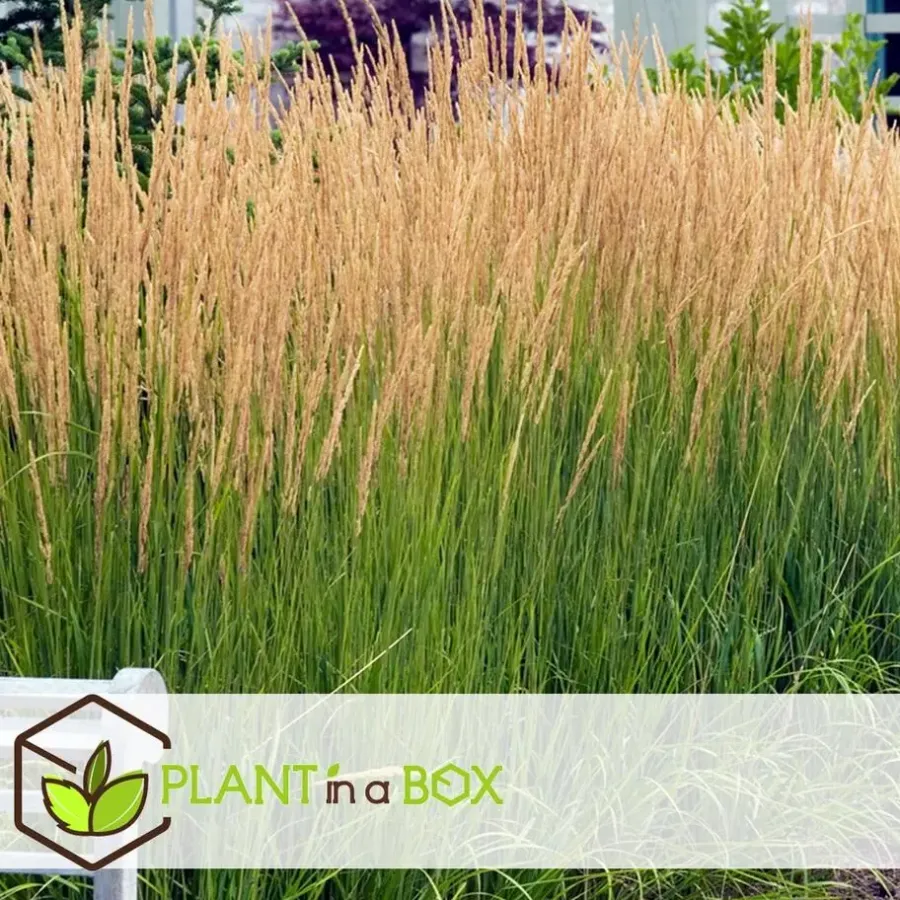 Plant in a Box Struisriet - Calamagrostis 'Karl Foerster' - Hoogte 40-60cm - ⌀23cm
