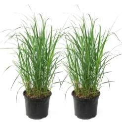 Planten|Tuinplanten-Plant in a Box Struisriet - Set van 2 - Calamagrostis 'Karl Foerster' - Hoogte 40-60cm - ⌀23cm