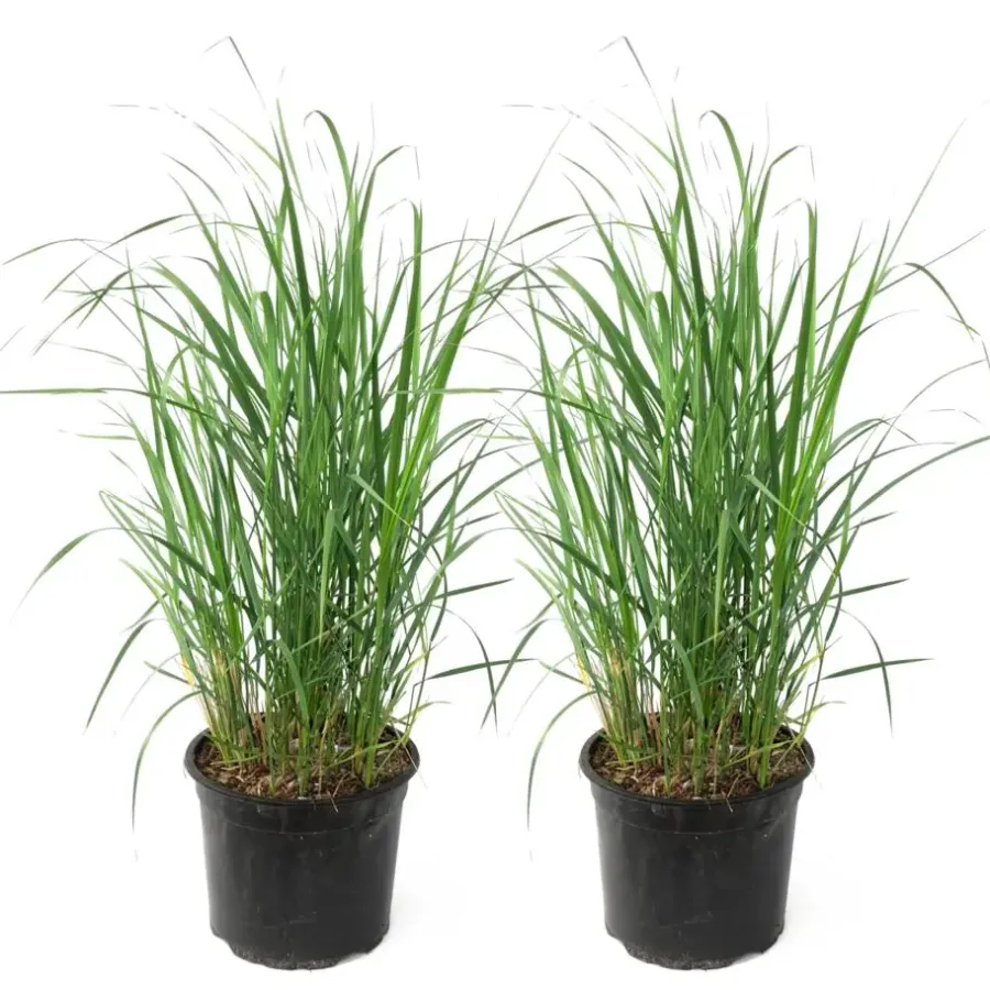 Planten|Tuinplanten-Plant in a Box Struisriet - Set van 2 - Calamagrostis 'Karl Foerster' - Hoogte 40-60cm - ⌀23cm