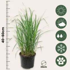 Planten|Tuinplanten-Plant in a Box Struisriet - Set van 2 - Calamagrostis 'Karl Foerster' - Hoogte 40-60cm - ⌀23cm