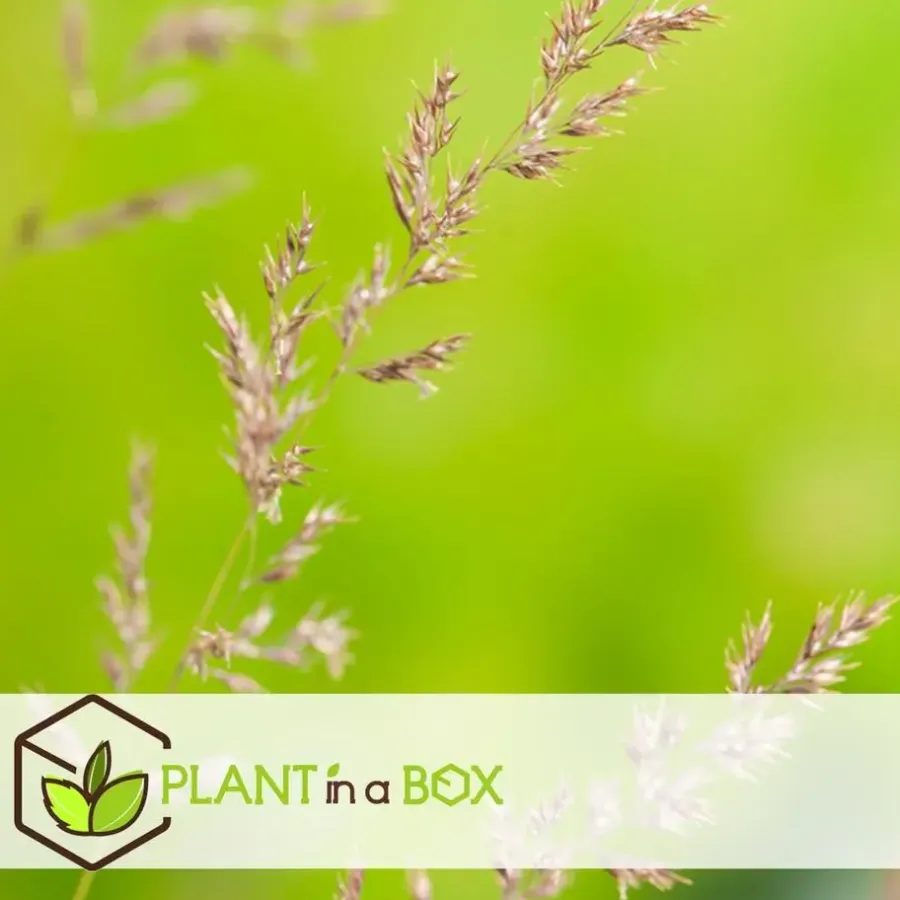 Planten|Tuinplanten-Plant in a Box Struisriet - Set van 2 - Calamagrostis 'Karl Foerster' - Hoogte 40-60cm - ⌀23cm