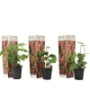 Plant in a Box Taybessenplant - Set van 3 - Rubus 'Tayberry' - Hoogte 25-40cm - ⌀9cm