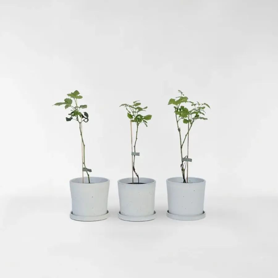Plant in a Box Taybessenplant - Set van 3 - Rubus 'Tayberry' - Hoogte 25-40cm - ⌀9cm