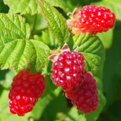Plant in a Box Taybessenplant - Set van 3 - Rubus 'Tayberry' - Hoogte 25-40cm - ⌀9cm