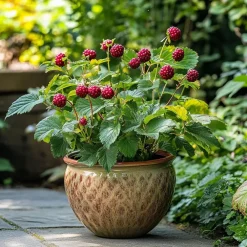 Plant in a Box Taybessenplant - Set van 3 - Rubus 'Tayberry' - Hoogte 25-40cm - ⌀9cm