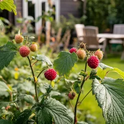 Plant in a Box Taybessenplant - Set van 3 - Rubus 'Tayberry' - Hoogte 25-40cm - ⌀9cm