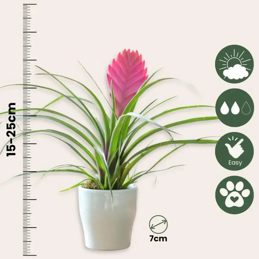 Plant in a Box Tillandsia cyanea ‘Pastel’ – Set van 3 met pot – Hoogte 20–30cm – ø7cm