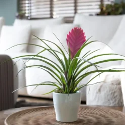 Plant in a Box Tillandsia cyanea ‘Pastel’ – Set van 3 met pot – Hoogte 20–30cm – ø7cm