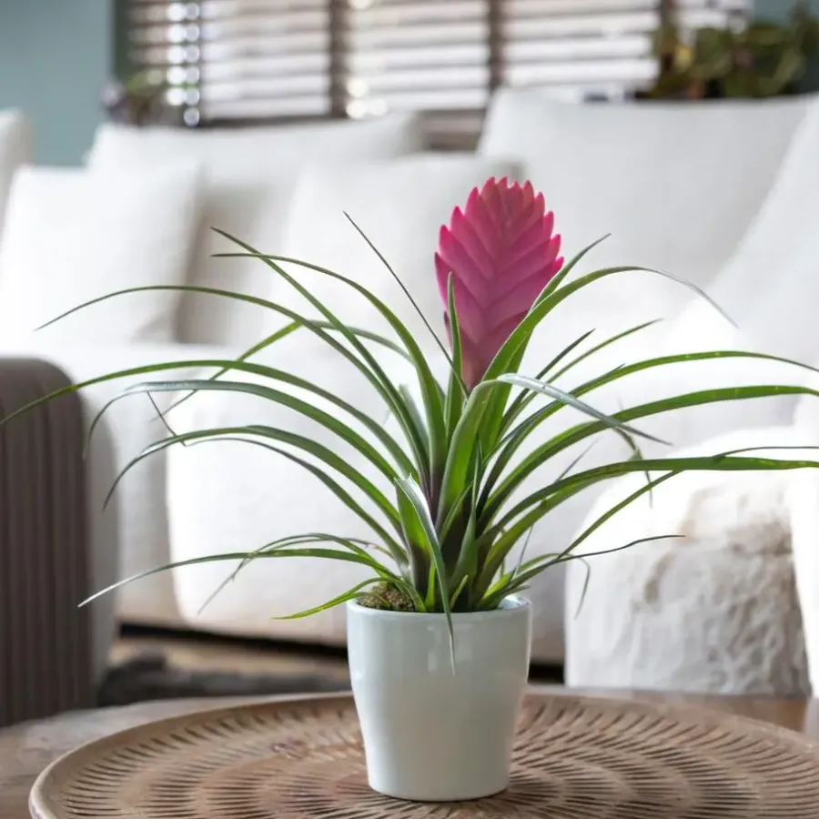 Plant in a Box Tillandsia cyanea ‘Pastel’ – Set van 3 met pot – Hoogte 20–30cm – ø7cm