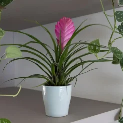 Plant in a Box Tillandsia cyanea ‘Pastel’ – Set van 3 met pot – Hoogte 20–30cm – ø7cm