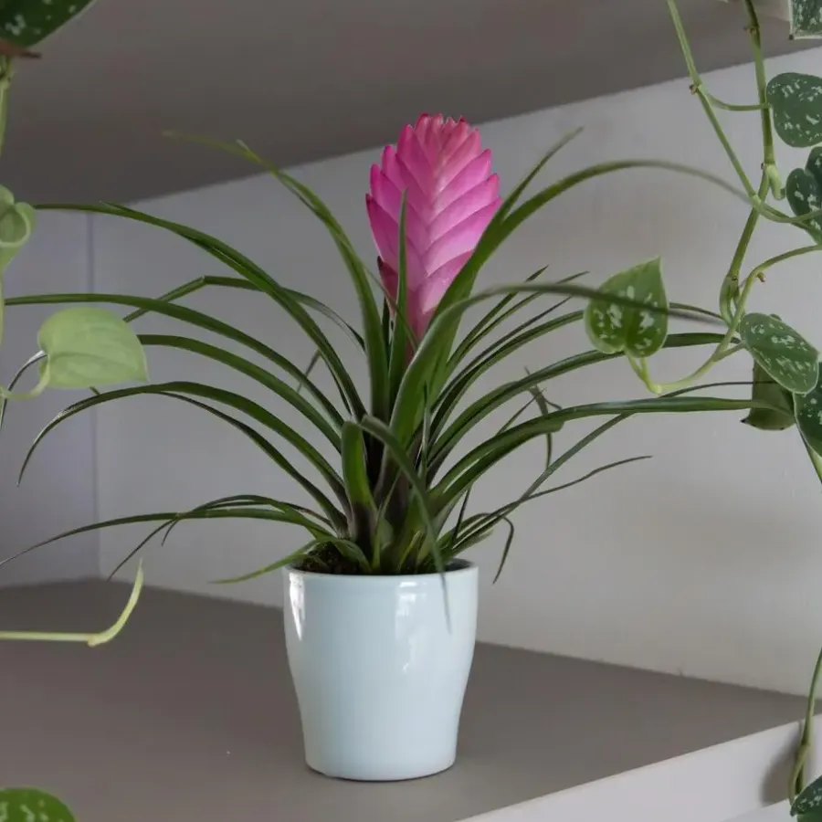 Plant in a Box Tillandsia cyanea ‘Pastel’ – Set van 3 met pot – Hoogte 20–30cm – ø7cm