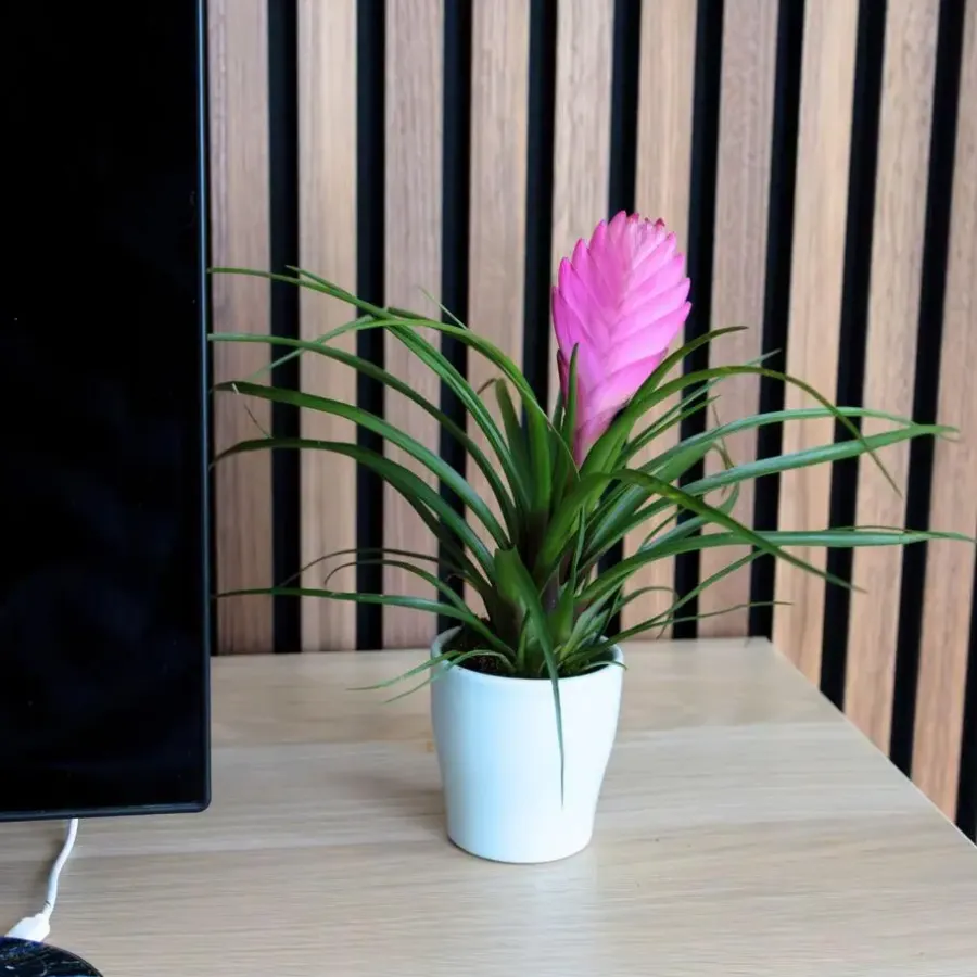 Plant in a Box Tillandsia cyanea ‘Pastel’ – Set van 3 met pot – Hoogte 20–30cm – ø7cm