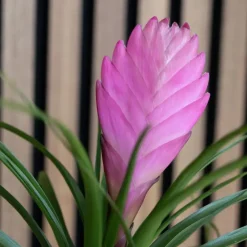 Plant in a Box Tillandsia cyanea ‘Pastel’ – Set van 3 met pot – Hoogte 20–30cm – ø7cm