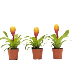 Kamerplanten-Plant in a Box Tillandsia Vriesea 'Dorado' - Set van 3 - Hoogte 15-25cm - ø7cm