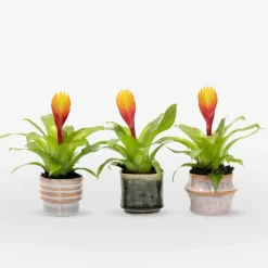 Kamerplanten-Plant in a Box Tillandsia Vriesea 'Dorado' - Set van 3 - Hoogte 15-25cm - ø7cm