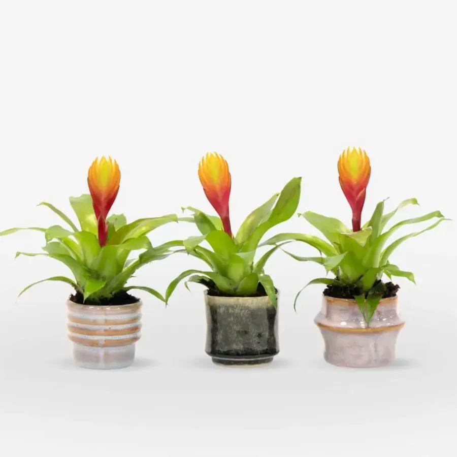 Kamerplanten-Plant in a Box Tillandsia Vriesea 'Dorado' - Set van 3 - Hoogte 15-25cm - ø7cm