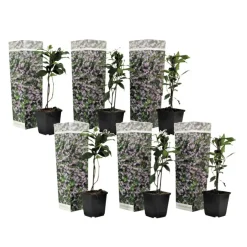 Planten|Tuinplanten-Plant in a Box Toscaanse jasmijn - Set van 6 - Trachelospermum jasm. - Hoogte 25-40cm - ⌀9cm