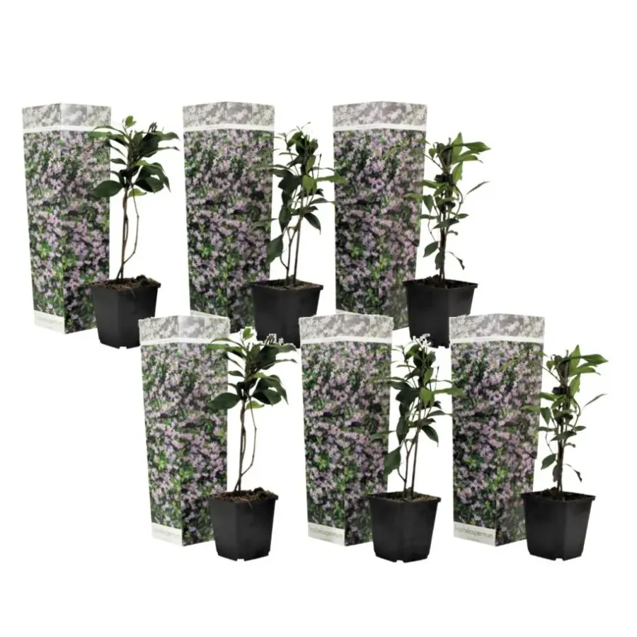 Planten|Tuinplanten-Plant in a Box Toscaanse jasmijn - Set van 6 - Trachelospermum jasm. - Hoogte 25-40cm - ⌀9cm
