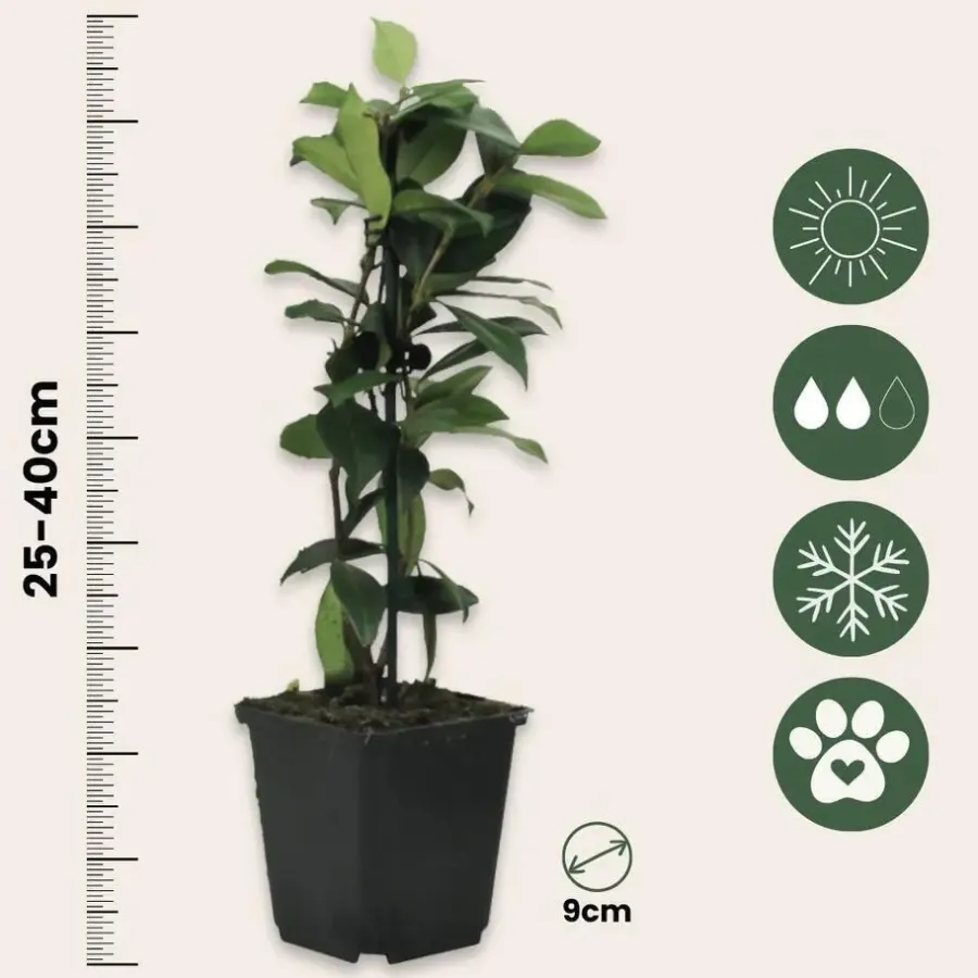 Planten|Tuinplanten-Plant in a Box Toscaanse jasmijn - Set van 6 - Trachelospermum jasm. - Hoogte 25-40cm - ⌀9cm