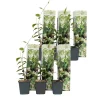 Plant in a Box Toscaanse jasmijn - Set van 6 - Trachelospermum jasm. - Hoogte 25-40cm - ⌀9cm