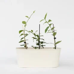 Plant in a Box Toscaanse jasmijn - Set van 6 - Trachelospermum jasm. - Hoogte 25-40cm - ⌀9cm