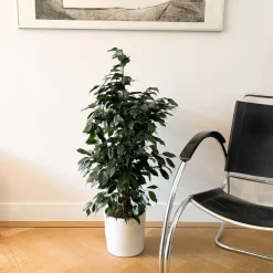 Plant in a Box Treurvijg - Ficus benjamina 'Danielle' - Hoogte 100-110cm - ⌀21cm