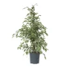 Kamerplanten-Plant in a Box Treurvijg - Ficus Benjamina 'Twilight' - Hoogte 100-110cm - ⌀21cm