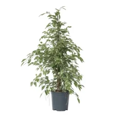 Kamerplanten-Plant in a Box Treurvijg - Ficus Benjamina 'Twilight' - Hoogte 100-110cm - ⌀21cm
