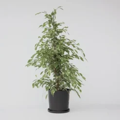 Kamerplanten-Plant in a Box Treurvijg - Ficus Benjamina 'Twilight' - Hoogte 100-110cm - ⌀21cm