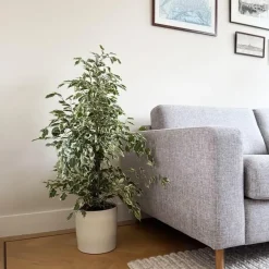 Kamerplanten-Plant in a Box Treurvijg - Ficus Benjamina 'Twilight' - Hoogte 100-110cm - ⌀21cm