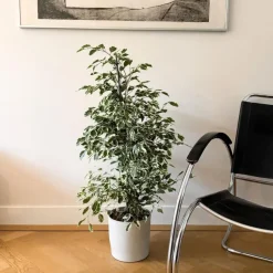 Kamerplanten-Plant in a Box Treurvijg - Ficus Benjamina 'Twilight' - Hoogte 100-110cm - ⌀21cm