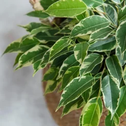 Kamerplanten-Plant in a Box Treurvijg - Ficus Benjamina 'Twilight' - Hoogte 100-110cm - ⌀21cm