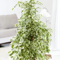 Kamerplanten-Plant in a Box Treurvijg - Ficus Benjamina 'Twilight' - Hoogte 100-110cm - ⌀21cm
