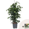 Plant in a Box Treurvijg - Ficus benjamina 'Danielle' - Hoogte 100-110cm - ⌀21cm