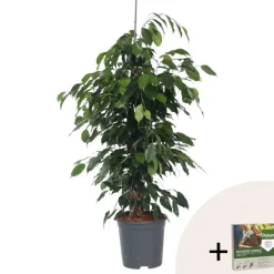 Plant in a Box Treurvijg - Ficus benjamina 'Danielle' - Hoogte 100-110cm - ⌀21cm