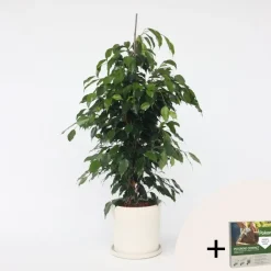 Plant in a Box Treurvijg - Ficus benjamina 'Danielle' - Hoogte 100-110cm - ⌀21cm