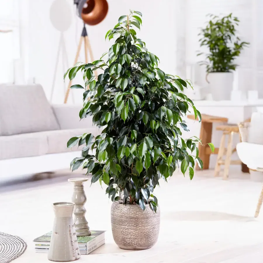 Plant in a Box Treurvijg - Ficus benjamina 'Danielle' - Hoogte 100-110cm - ⌀21cm
