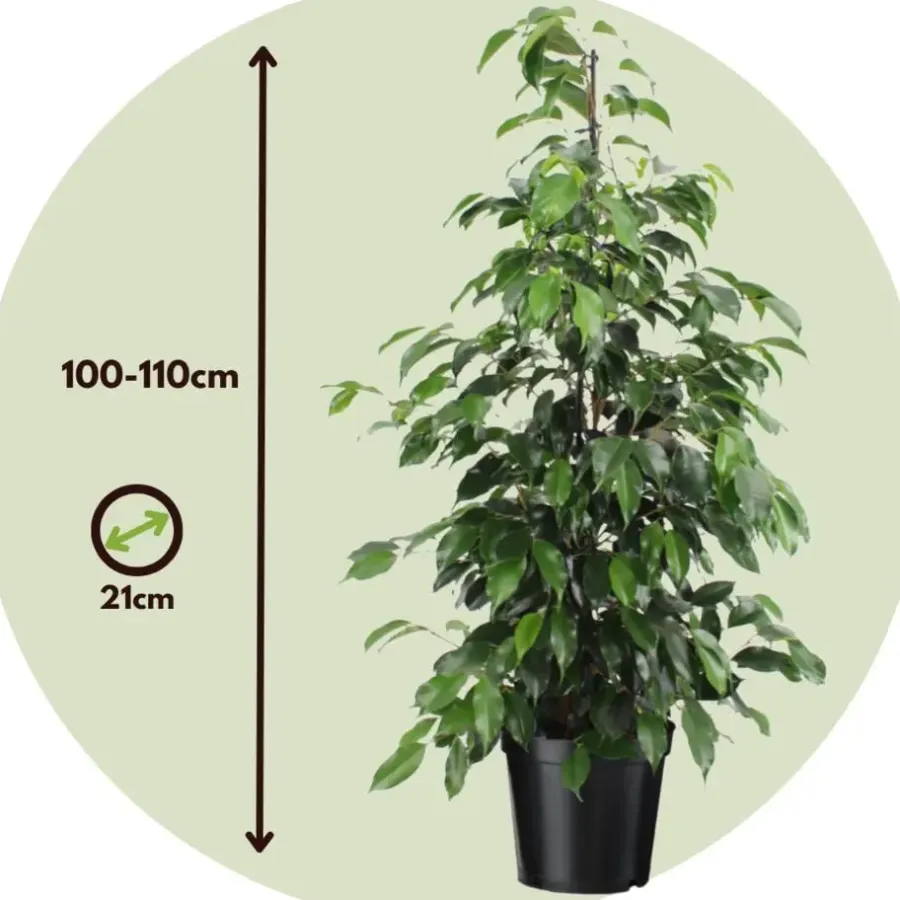 Plant in a Box Treurvijg - Ficus benjamina 'Danielle' - Hoogte 100-110cm - ⌀21cm