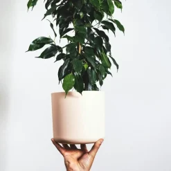 Plant in a Box Treurvijg - Ficus benjamina 'Danielle' - Hoogte 100-110cm - ⌀21cm