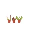 Kamerplanten-Plant in a Box Trompetbekerplant - Set van 3 - Sarracenia purpurea - Hoogte 10cm - ⌀5,5cm